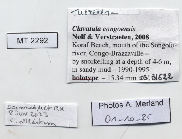 BE-RBINS-INV-MT-2292-Clavatula-congoensis-ht-label.jpg