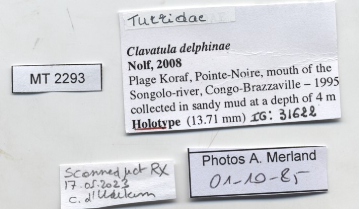 BE-RBINS-INV-MT-2293-Clavatula-delphinae-ht-label.jpg