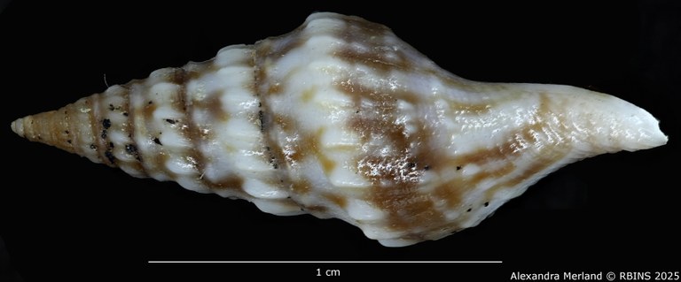 BE-RBINS-INV-MT-2294-Clavatula-hattenbergeri-ht-L2.jpg