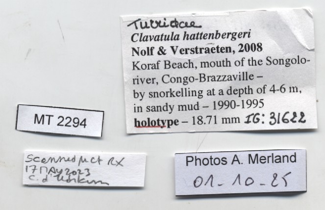 BE-RBINS-INV-MT-2294-Clavatula-hattenbergeri-ht-label.jpg