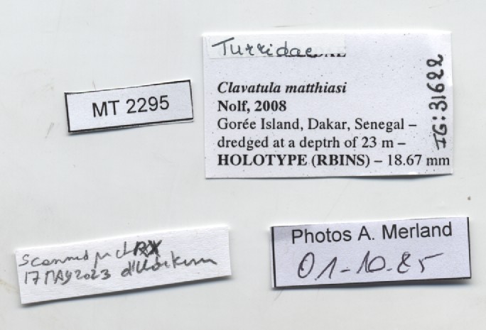 BE-RBINS-INV-MT-2295-Clavatula-matthiasi-ht-label.jpg