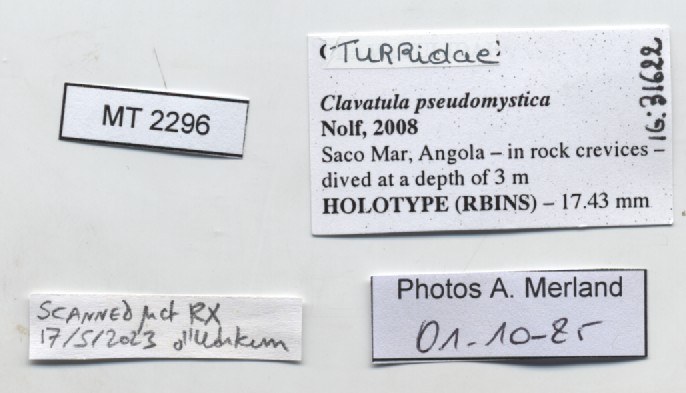 BE-RBINS-INV-MT-2296-Clavatula-pseudomystica-ht-label.jpg