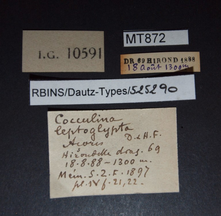 BE-RBINS-INV PARATYPE MT 872 Cocculina leptoglypta LABELS.jpg