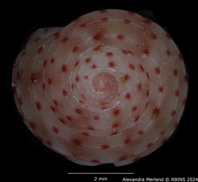 BE-RBINS-INV-MT-3367-Collonista-kreipli-pt-D.jpg BE-RBINS-INV-MT-3367-Collonista-kreipli-pt-D.jpg