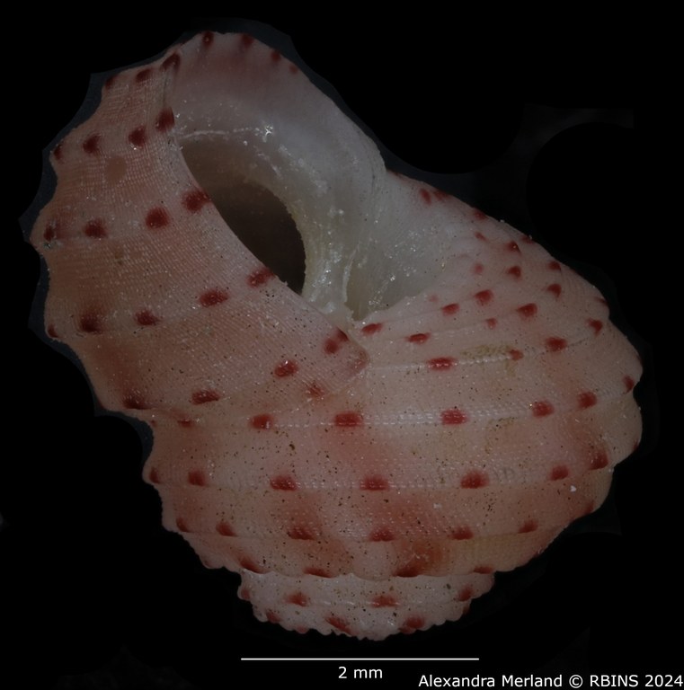 BE-RBINS-INV-MT-3367-Collonista-kreipli-pt-L.jpg BE-RBINS-INV-MT-3367-Collonista-kreipli-pt-L.jpg