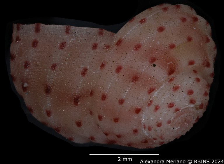 BE-RBINS-INV-MT-3367-Collonista-kreipli-pt-L2.jpg BE-RBINS-INV-MT-3367-Collonista-kreipli-pt-L2.jpg