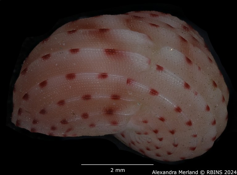 BE-RBINS-INV-MT-3367-Collonista-kreipli-pt-L3.jpg BE-RBINS-INV-MT-3367-Collonista-kreipli-pt-L3.jpg