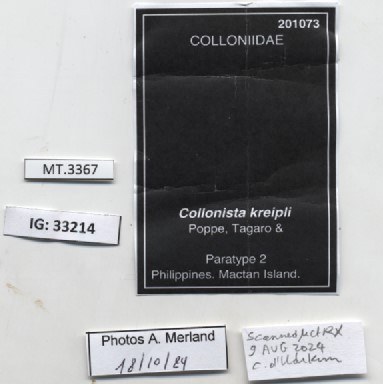 BE-RBINS-INV-MT-3367-Collonista-kreipli-pt-label.jpg BE-RBINS-INV-MT-3367-Collonista-kreipli-pt-label.jpg