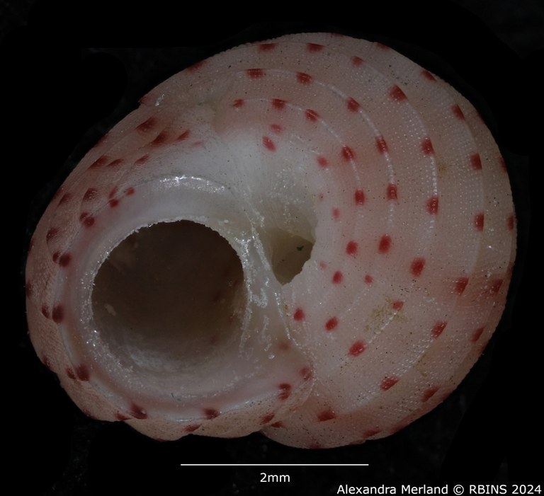 BE-RBINS-INV-MT-3367-Collonista-kreipli-pt-V.jpg BE-RBINS-INV-MT-3367-Collonista-kreipli-pt-V.jpg