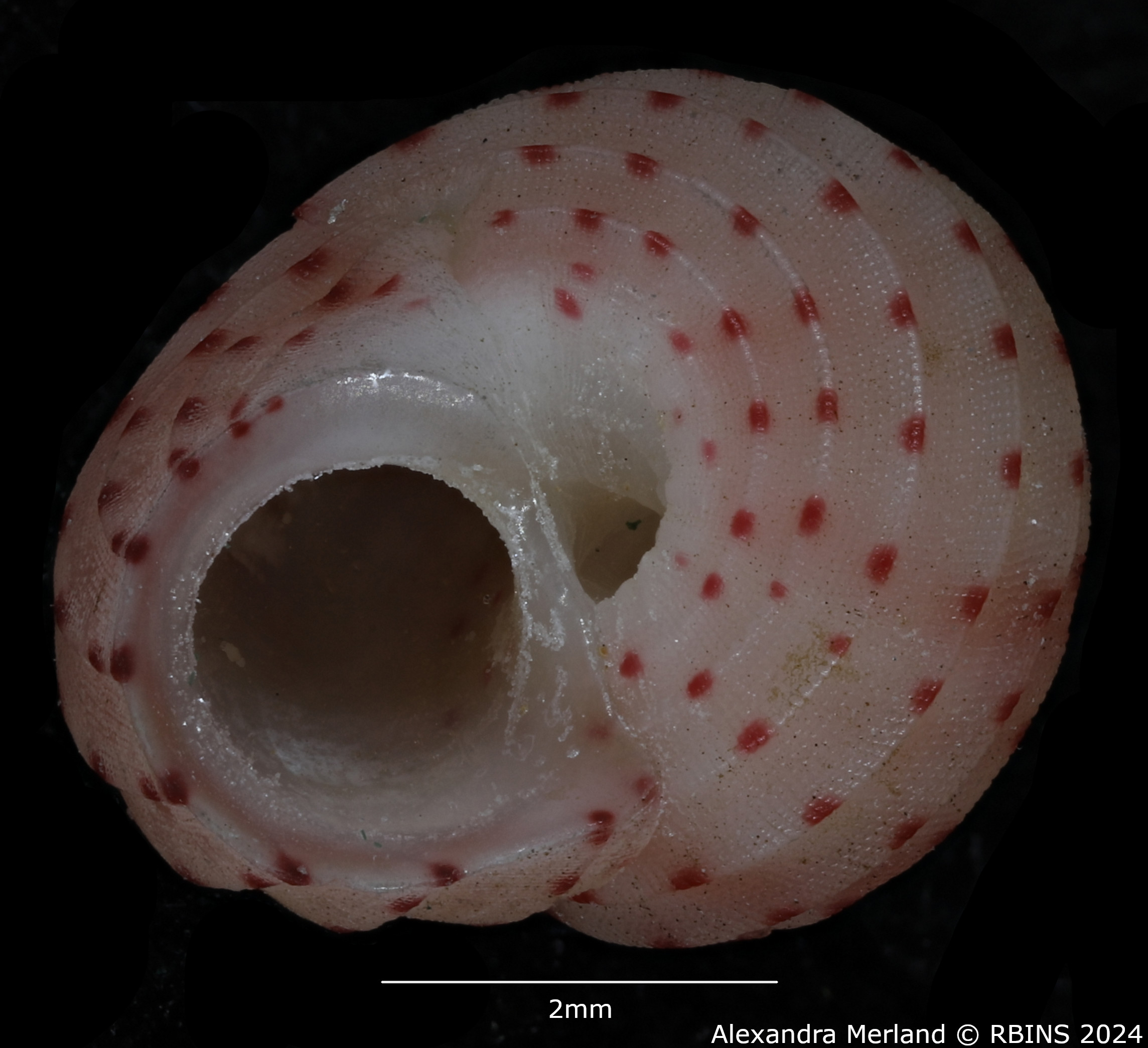 BE-RBINS-INV-MT-3367-Collonista-kreipli-pt-V.jpg