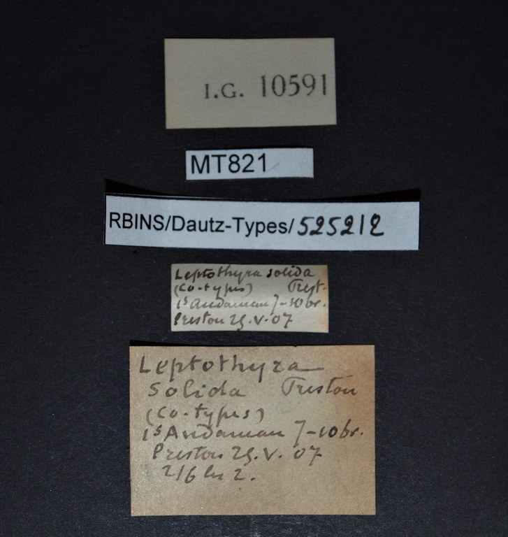 BE-RBINS-INV PARATYPE MT 821 Leptopoma solida LABELS.jpg