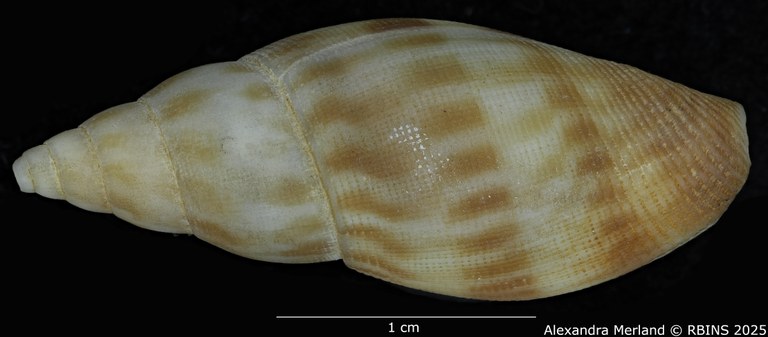 BE-RBINS-INV-MT-458-Metula-somalica-ht-D.jpg BE-RBINS-INV-MT-458-Metula-somalica-ht-D.jpg