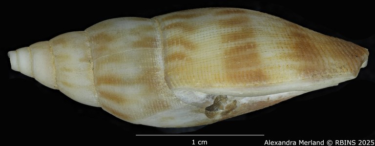 BE-RBINS-INV-MT-458-Metula-somalica-ht-L.jpg BE-RBINS-INV-MT-458-Metula-somalica-ht-L.jpg