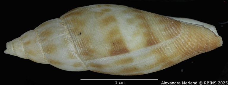 BE-RBINS-INV-MT-458-Metula-somalica-ht-L2.jpg BE-RBINS-INV-MT-458-Metula-somalica-ht-L2.jpg