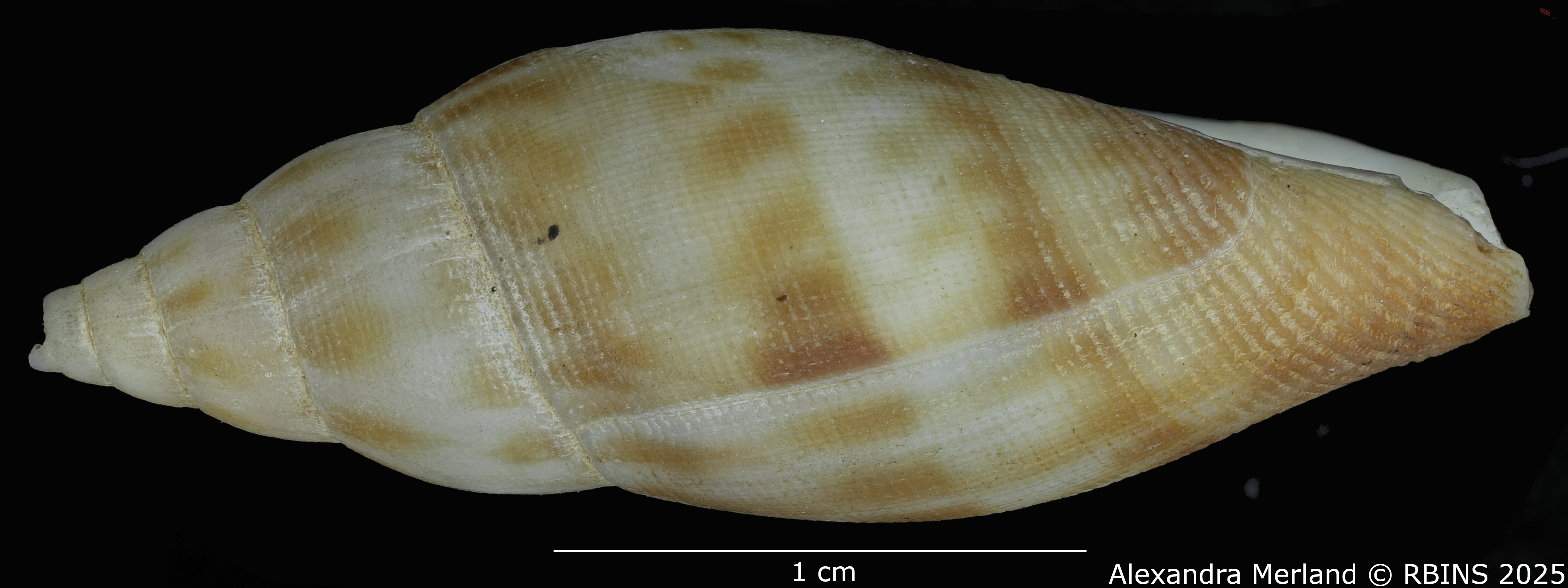 BE-RBINS-INV-MT-458-Metula-somalica-ht-L2.jpg