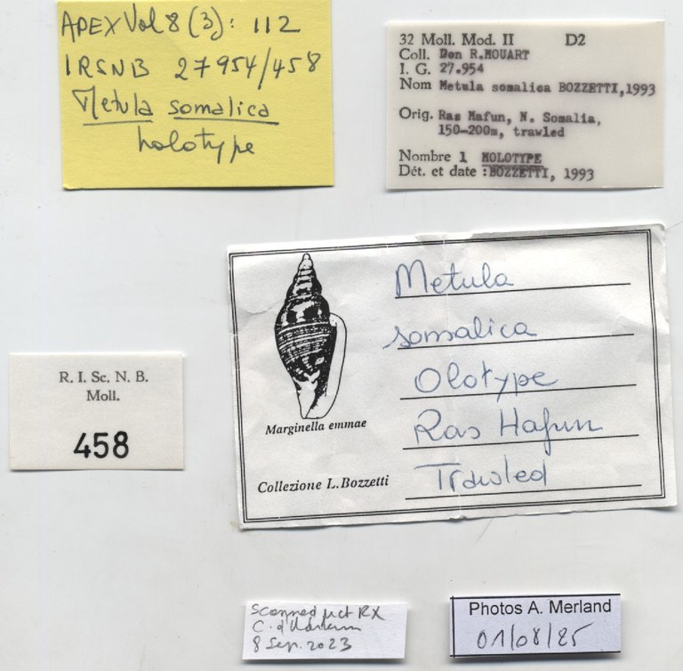 BE-RBINS-INV-MT-458-Metula-somalica-ht-label.jpg BE-RBINS-INV-MT-458-Metula-somalica-ht-label.jpg