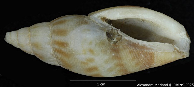 BE-RBINS-INV-MT-458-Metula-somalica-ht-V.jpg BE-RBINS-INV-MT-458-Metula-somalica-ht-V.jpg