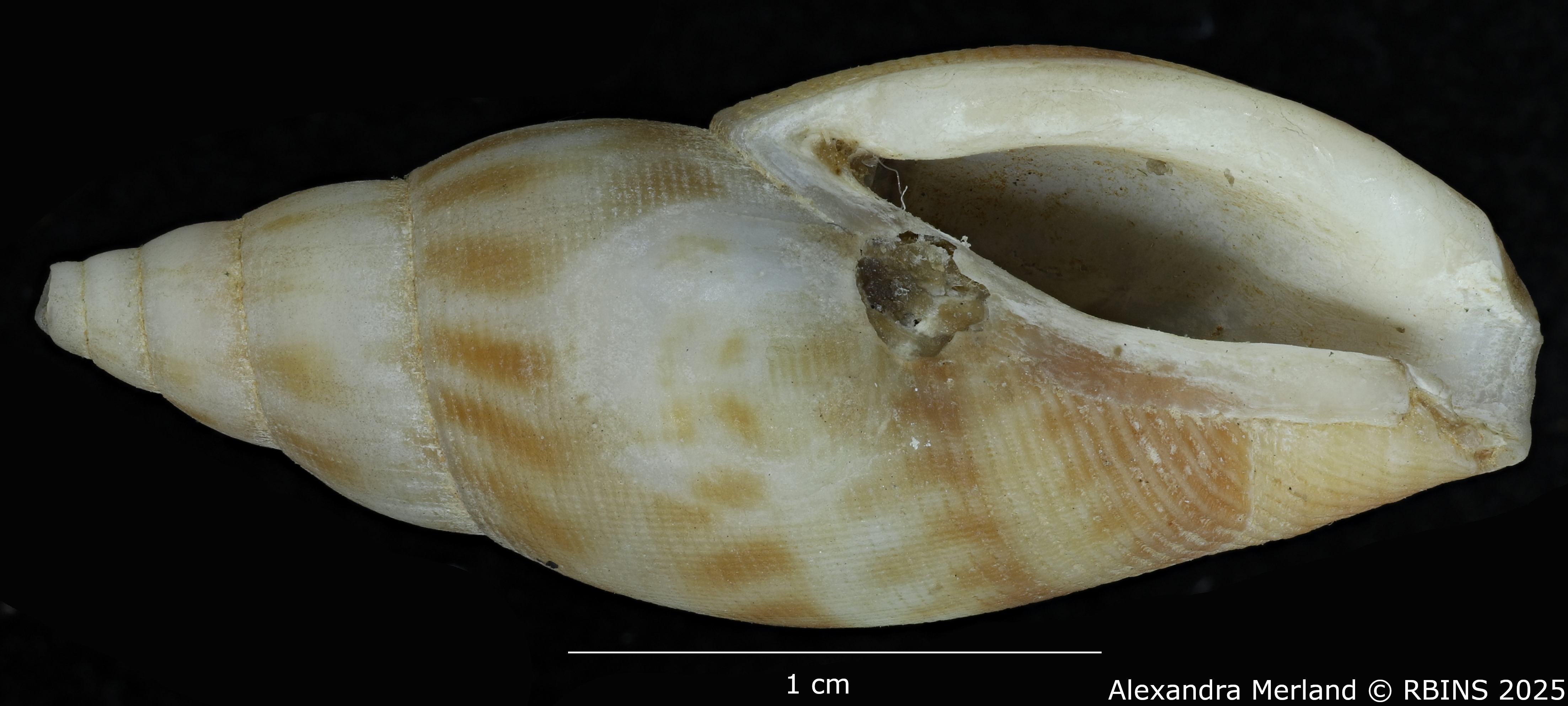 BE-RBINS-INV-MT-458-Metula-somalica-ht-V.jpg