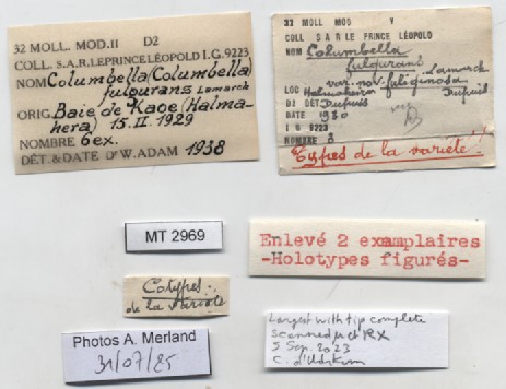 BE-RBINS-INV-MT-2969-Columbella-fulgurans-fuliginosa-type-label.jpg