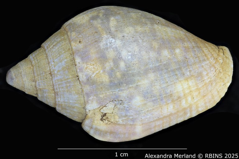 BE-RBINS-INV-MT-3006-Columbella-rustica-obesula-st-D.jpg