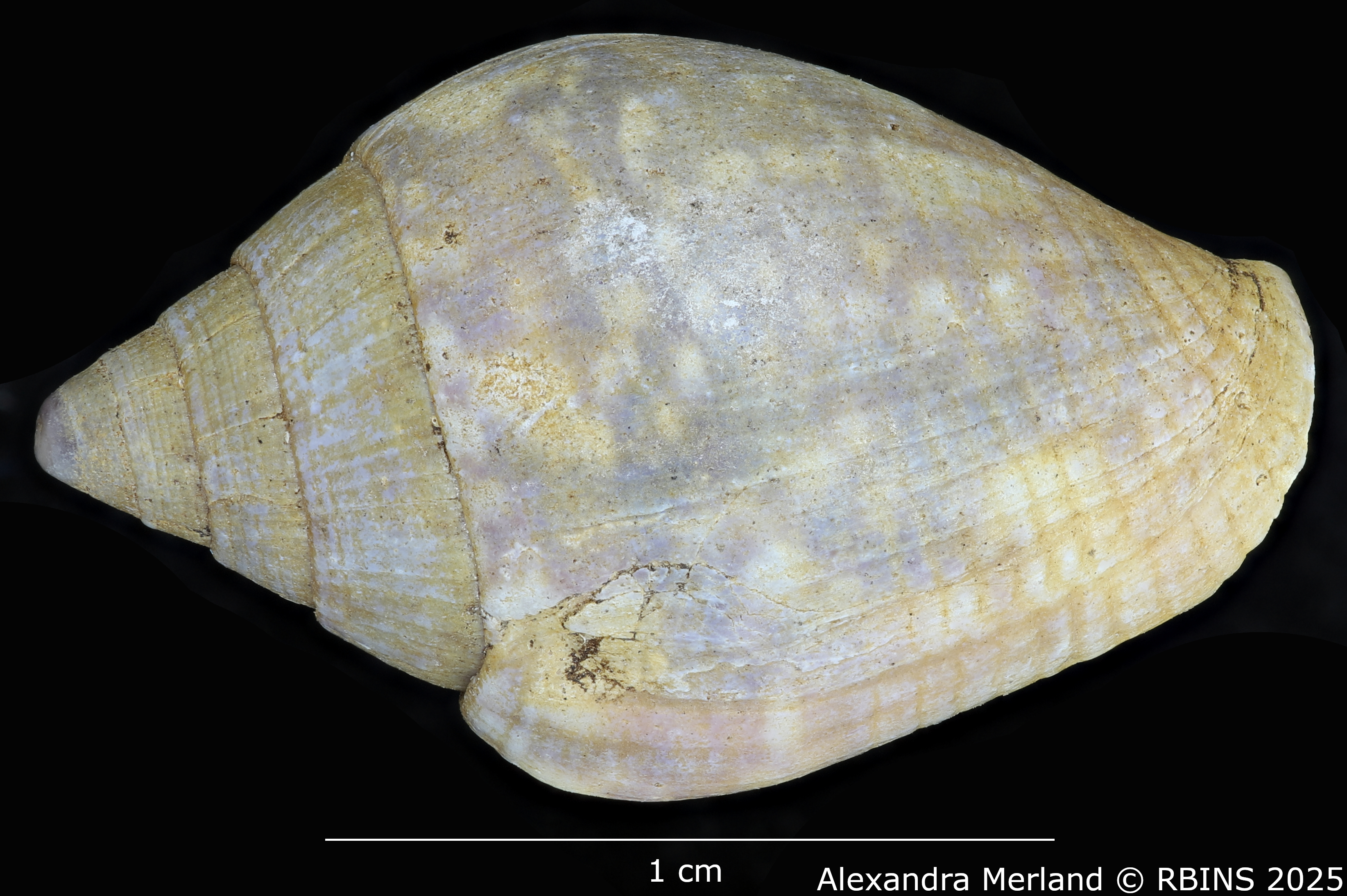 BE-RBINS-INV-MT-3006-Columbella-rustica-obesula-st-D.jpg