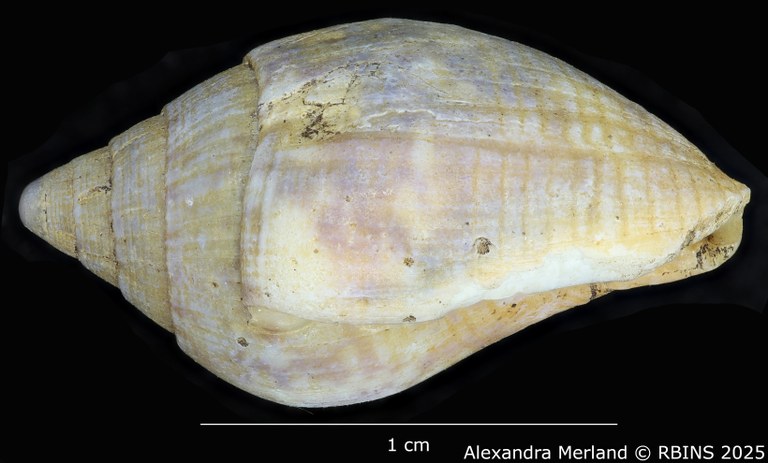 BE-RBINS-INV-MT-3006-Columbella-rustica-obesula-st-L.jpg