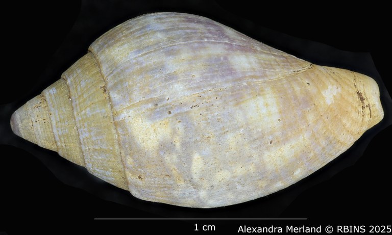 BE-RBINS-INV-MT-3006-Columbella-rustica-obesula-st-L2.jpg