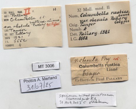 BE-RBINS-INV-MT-3006-Columbella-rustica-obesula-st-label.jpg