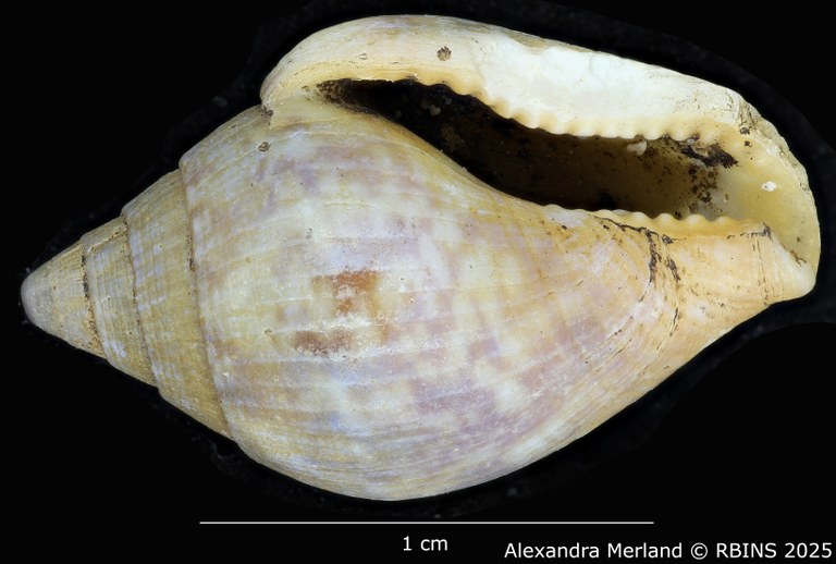 BE-RBINS-INV-MT-3006-Columbella-rustica-obesula-st-V.jpg