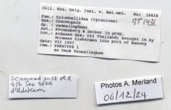 BE-RBINS-INV-MT-1438-Cotonopsis-vanwalleghemi-pt-label.jpg