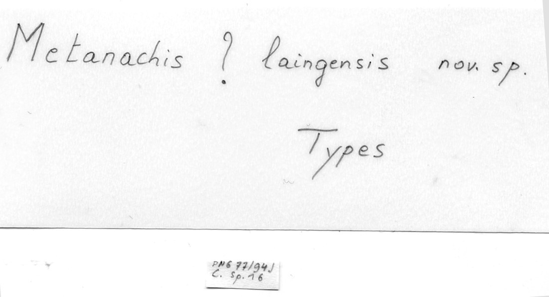 BE-RBINS-INV-MT-4092-Metanachis-laingensis-ht-label.jpg