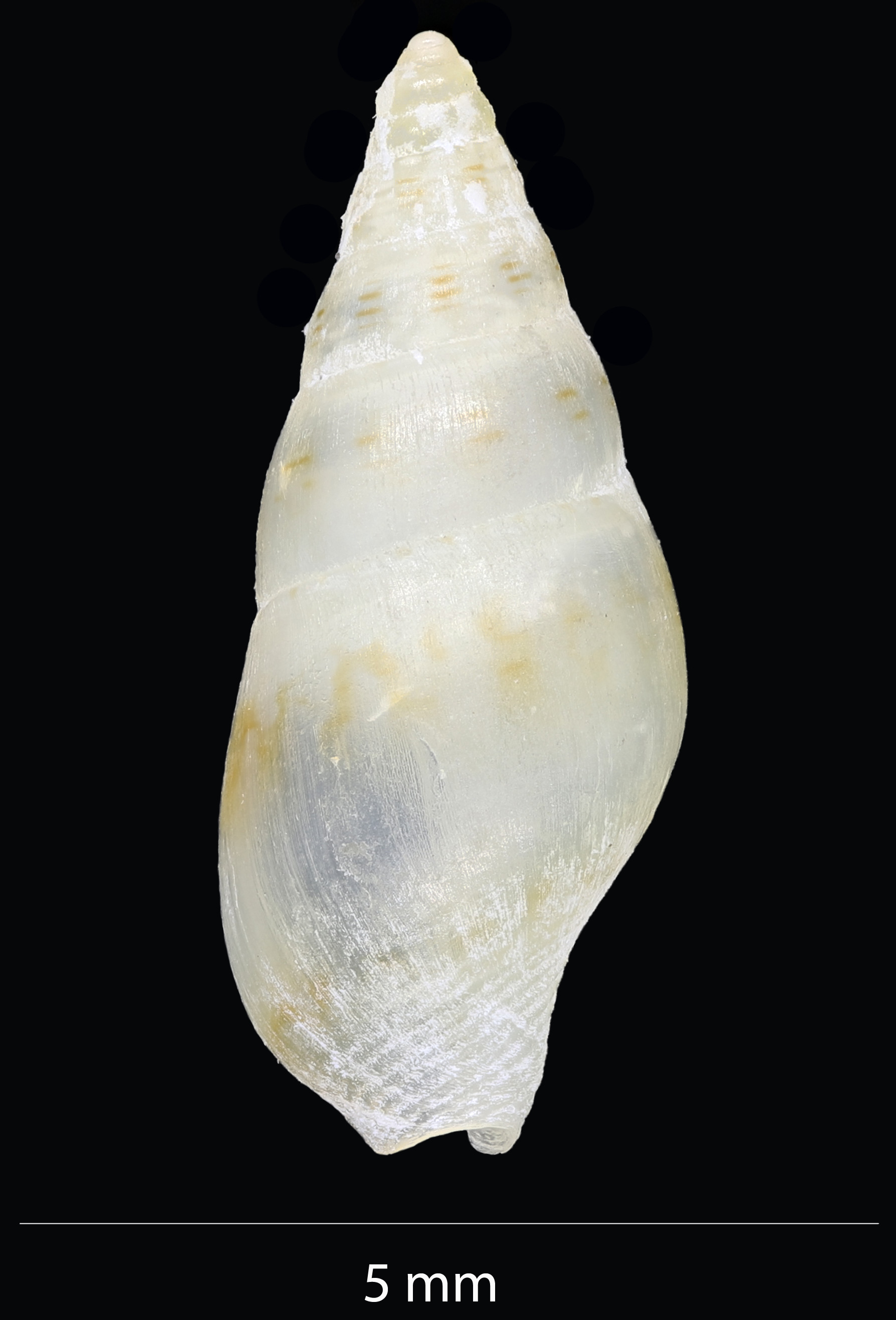 BE-RBINS-INV-MT-4093-Metanachis-laingensis-pt-D.jpg
