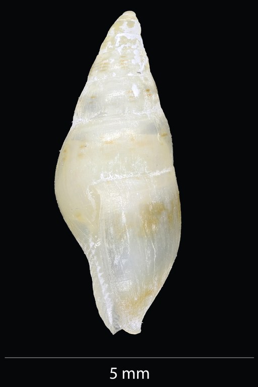BE-RBINS-INV-MT-4093-Metanachis-laingensis-pt-L.jpg BE-RBINS-INV-MT-4093-Metanachis-laingensis-pt-L.jpg