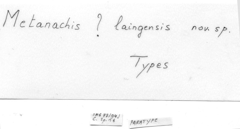 BE-RBINS-INV-MT-4093-Metanachis-laingensis-pt-label.jpg BE-RBINS-INV-MT-4093-Metanachis-laingensis-pt-label.jpg