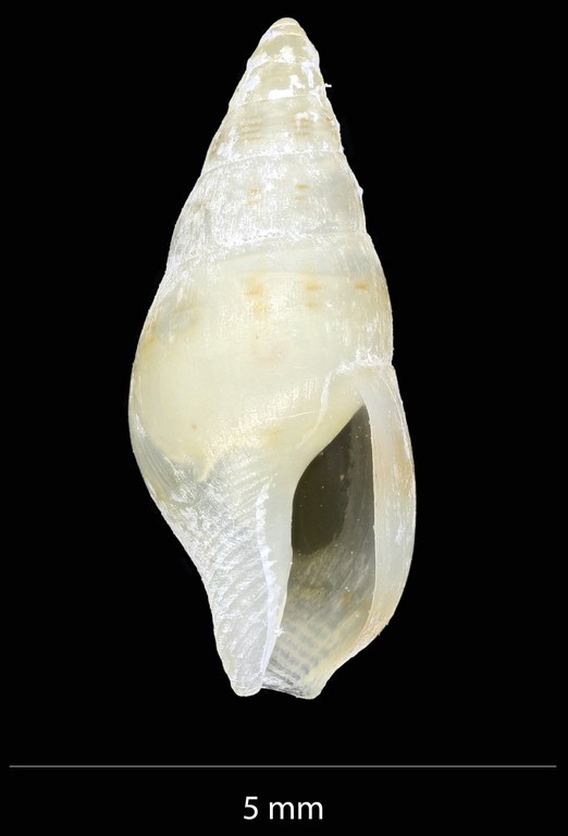 BE-RBINS-INV-MT-4093-Metanachis-laingensis-pt-V.jpg BE-RBINS-INV-MT-4093-Metanachis-laingensis-pt-V.jpg