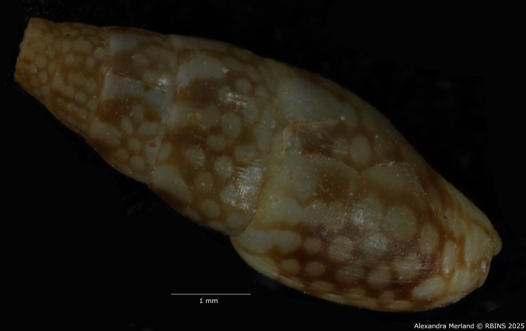 BE-RBINS-INV-MT-3785-Mitrella-leeannae-ht-D.jpg BE-RBINS-INV-MT-3785-Mitrella-leeannae-ht-D.jpg