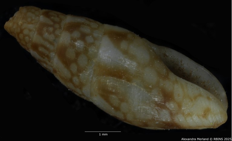 BE-RBINS-INV-MT-3785-Mitrella-leeannae-ht-L2.jpg BE-RBINS-INV-MT-3785-Mitrella-leeannae-ht-L2.jpg