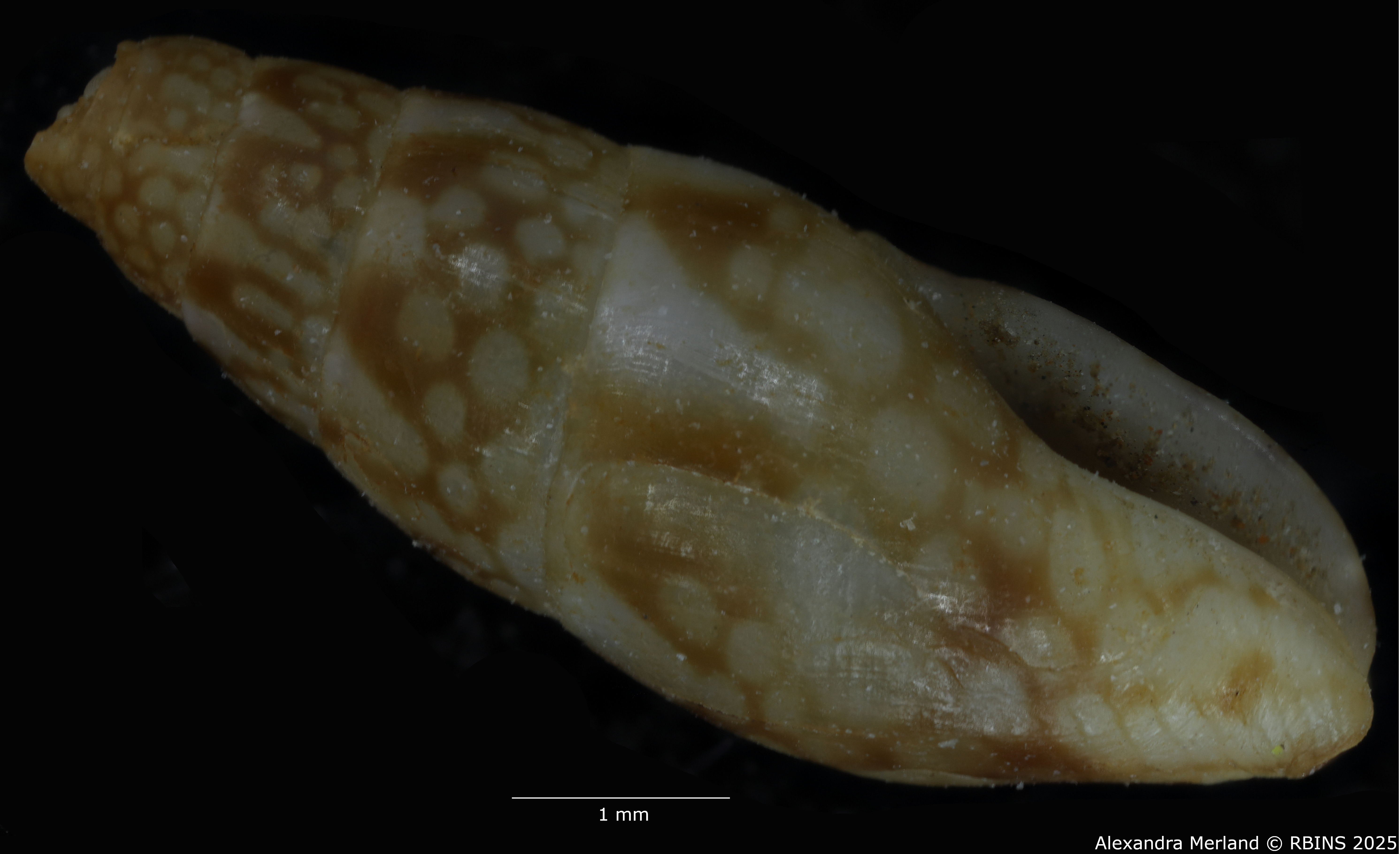 BE-RBINS-INV-MT-3785-Mitrella-leeannae-ht-L2.jpg