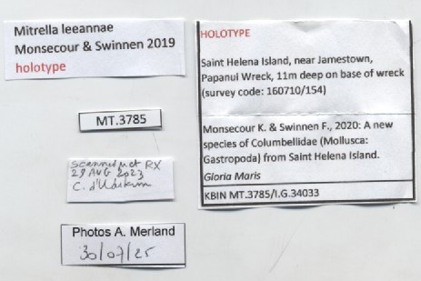 BE-RBINS-INV-MT-3785-Mitrella-leeannae-ht-label.jpg BE-RBINS-INV-MT-3785-Mitrella-leeannae-ht-label.jpg