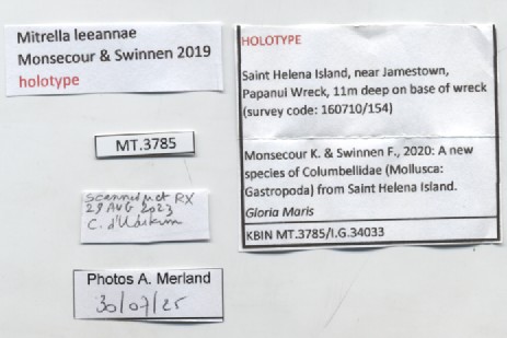 BE-RBINS-INV-MT-3785-Mitrella-leeannae-ht-label.jpg