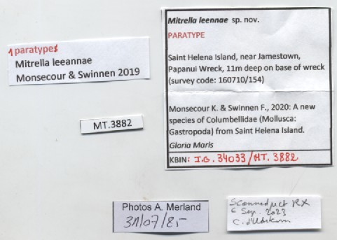 BE-RBINS-INV-MT-3882-Mitrella-leeannae-pt-label.jpg