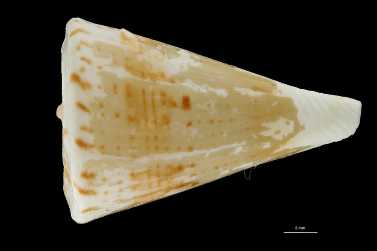 BE-RBINS-INV PARATYPE MT 3001 Conus (Plicaustraconus) adami DORSAL ZS PMax Scaled.jpg