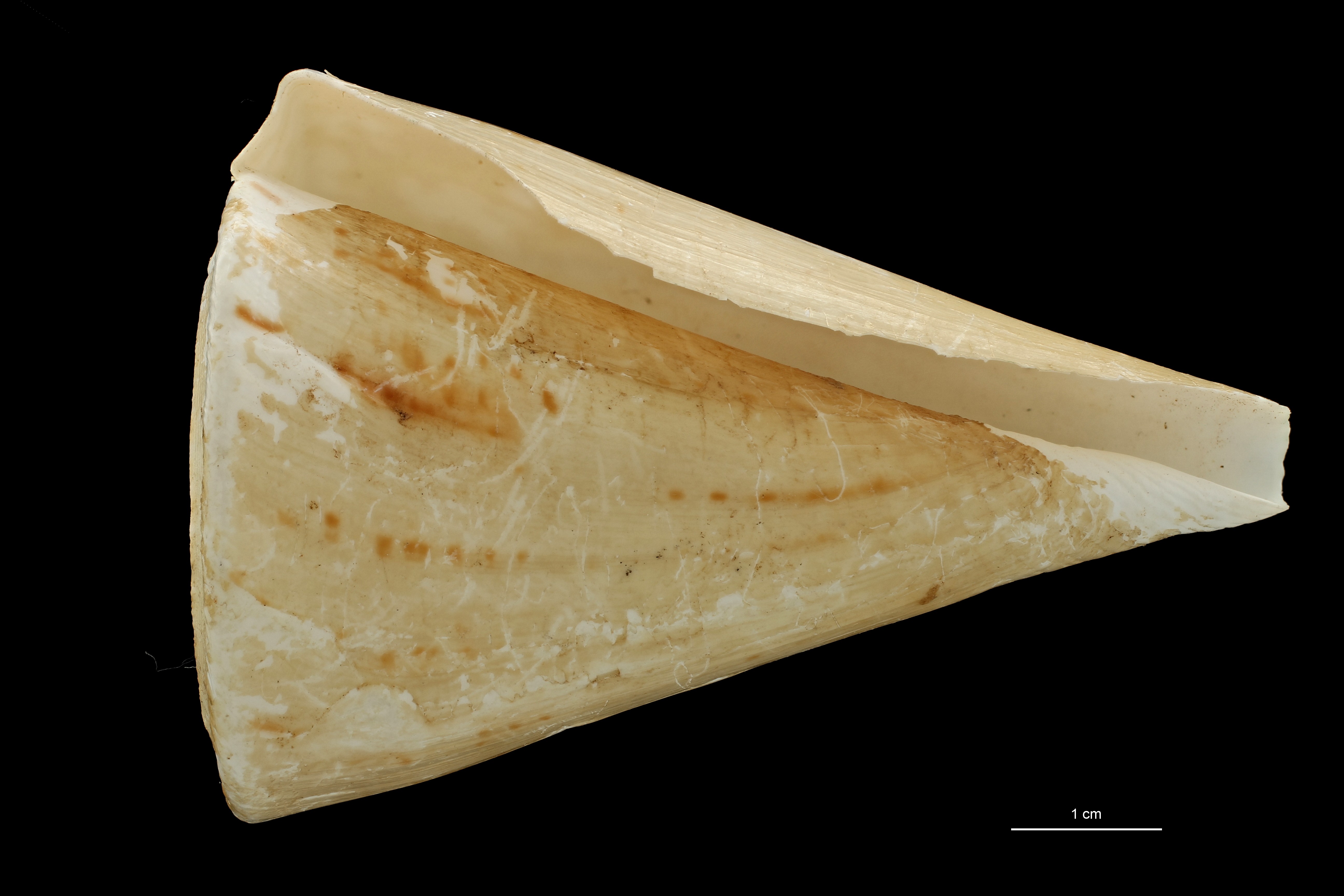 BE-RBINS-INV HOLOTYPE MT 441 Conus (Plicaustraconus) adami VENTRAL ZS PMax Scaled.jpg
