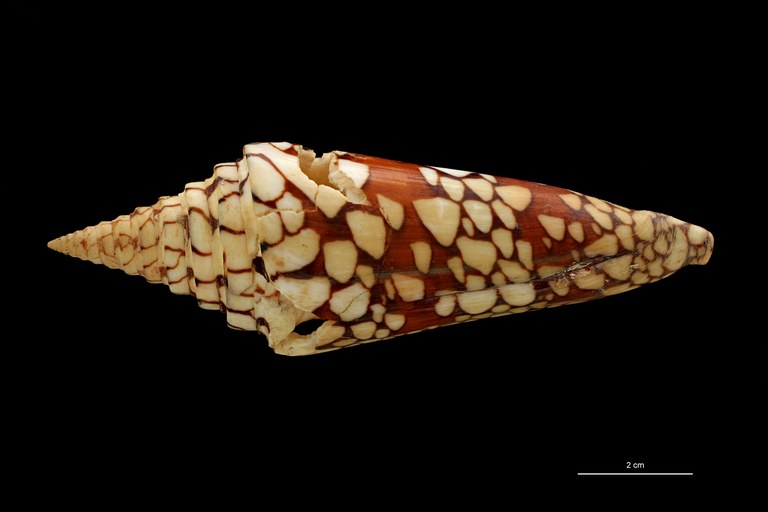 BE-RBINS-INV HOLOTYPE MT 448/1 Conus lemuriensis DORSAL ZS PMax Scaled.jpg