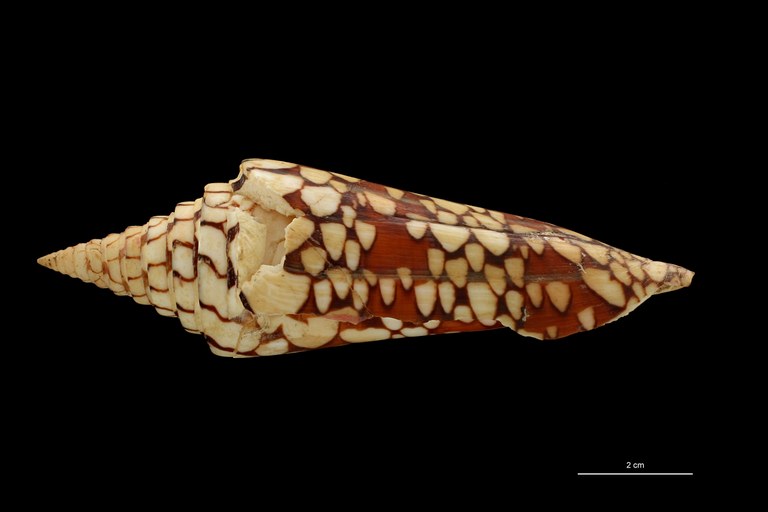 BE-RBINS-INV HOLOTYPE MT 448/1 Conus lemuriensis LATERAL ZS PMax Scaled.jpg
