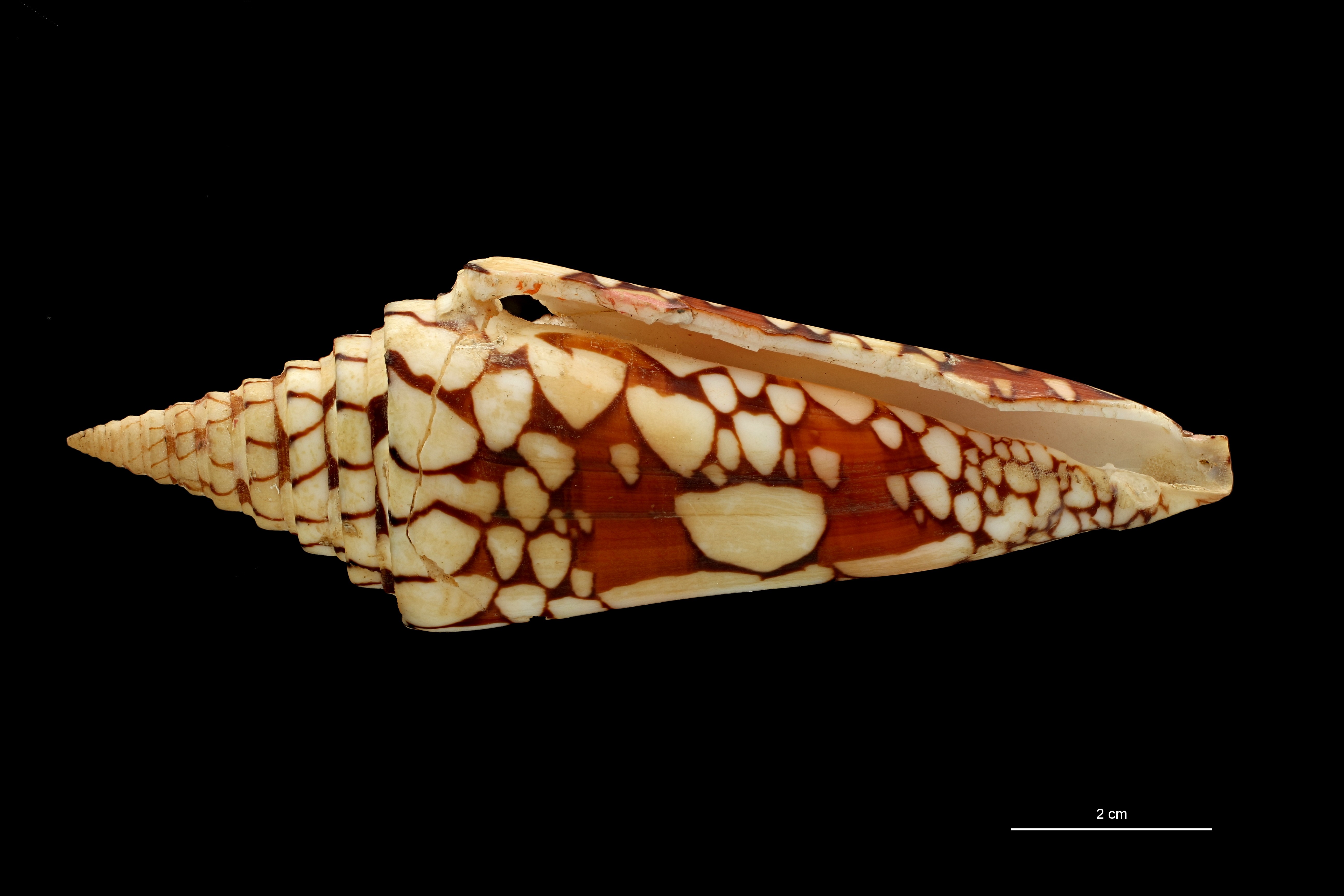 BE-RBINS-INV HOLOTYPE MT 448/1 Conus lemuriensis VENTRAL ZS PMax Scaled.jpg