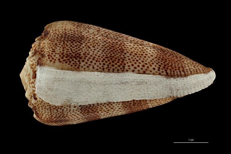 BE-RBINS-INV HOLOTYPE MT 2529 Conus arenatus var. aequipunctata LATERAL ZS PMax Scaled.jpg