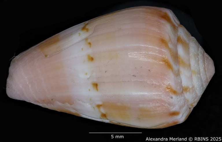 BE-RBINS-INV-MT-3035-Conus-olssoni-pt-D.jpg