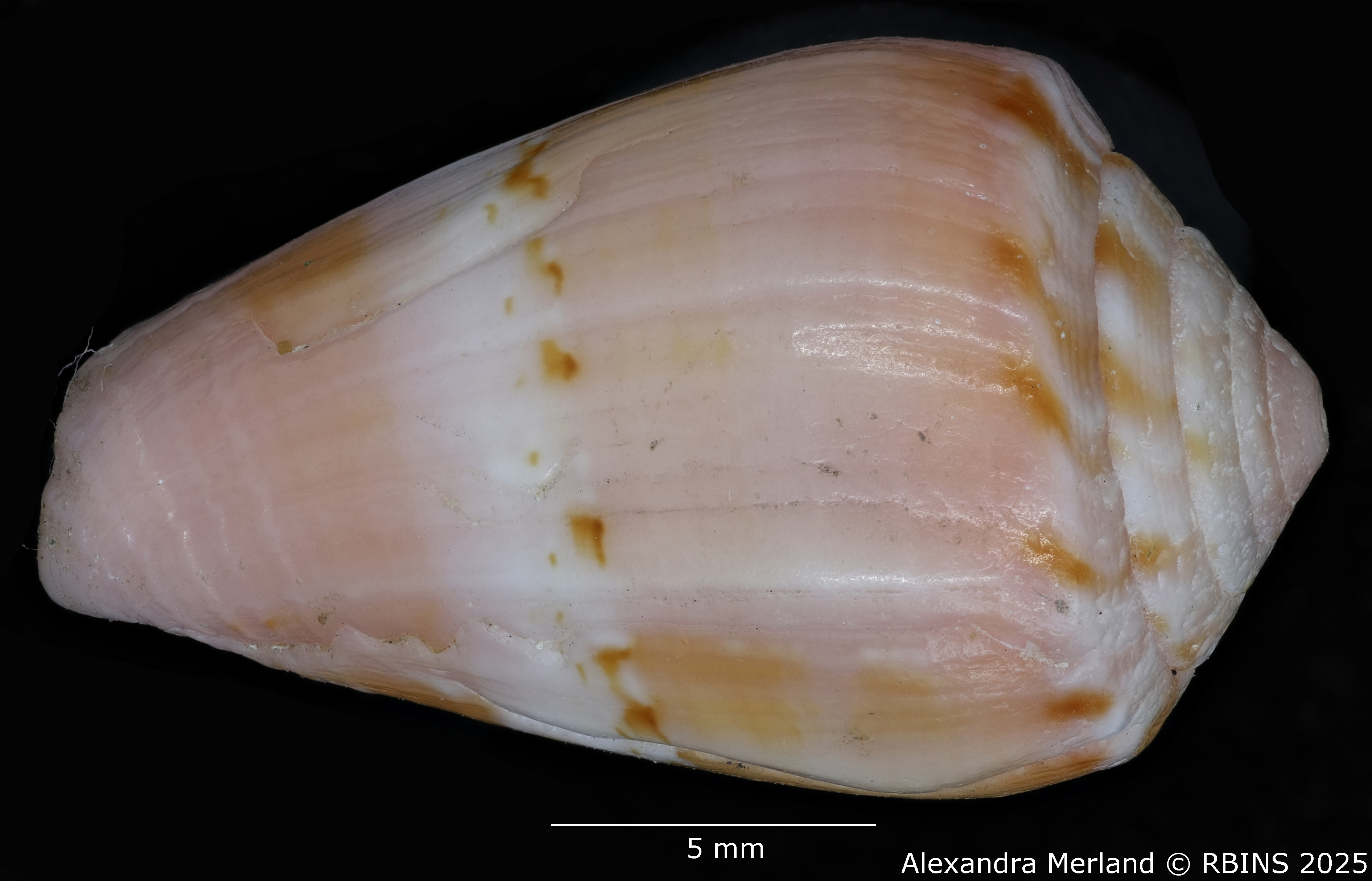BE-RBINS-INV-MT-3035-Conus-olssoni-pt-D.jpg