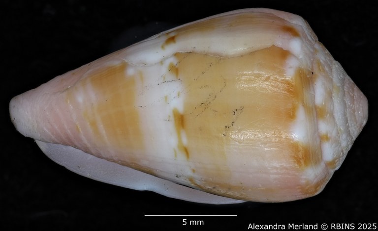 BE-RBINS-INV-MT-3035-Conus-olssoni-pt-L.jpg